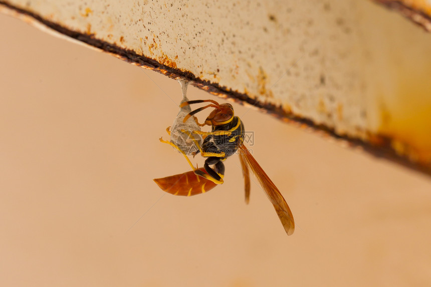 黄蜂建造一个小巢穴图片