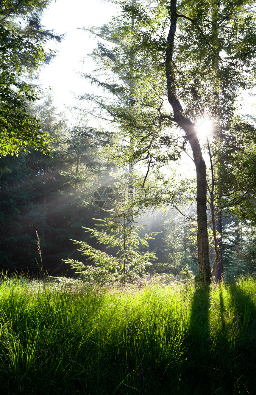 绿林中的太阳光照耀着阳光图片