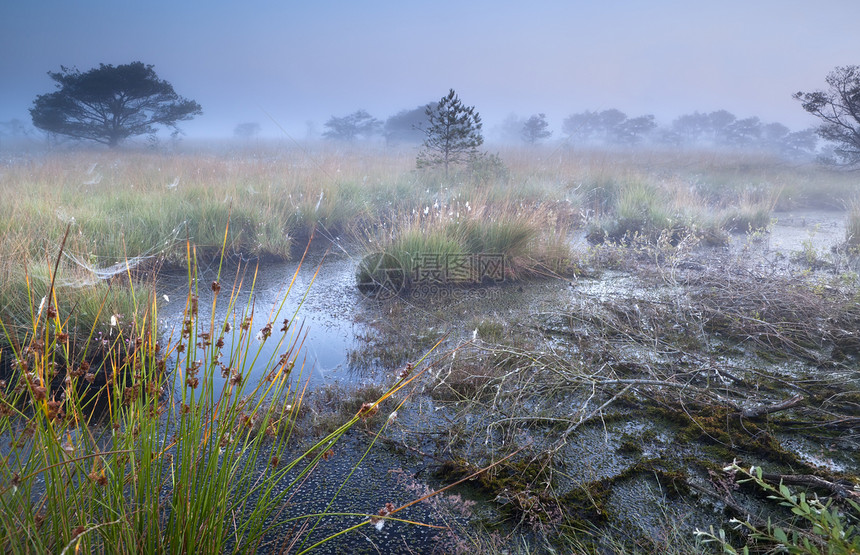 晨雾中的沼泽图片