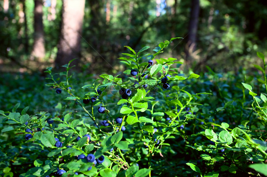 森林中的蓝莓灌木图片