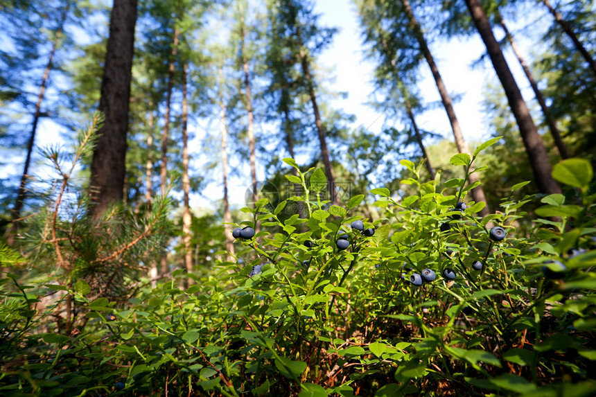 林中含有蓝莓水果的灌木图片