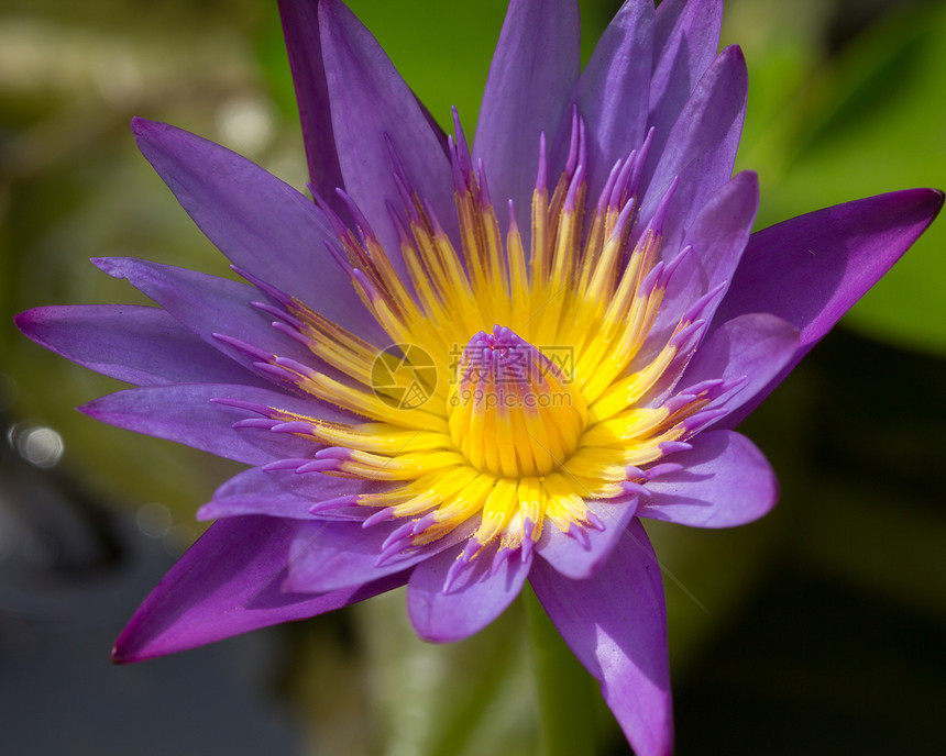 紫色莲花花瓣环境植物学宏观公园百合异国植物群荒野情调图片