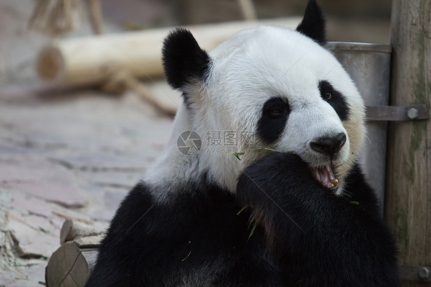 熊猫哺乳动物旅游濒危旅行栖息地游客树木公园竹子荒野图片