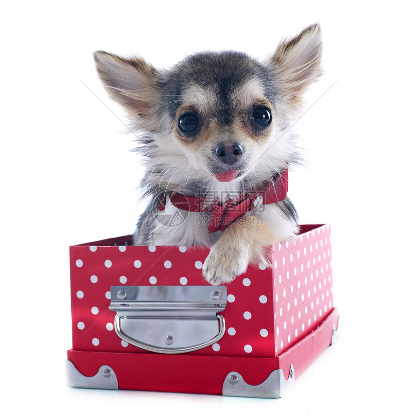 小狗吉娃娃装箱灰色宠物伴侣工艺犬类棕色衣领动物盒子工作室图片