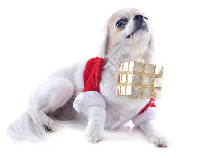 圣大合一吉华犬类礼物外套棕色动物宠物伴侣白色工作室背景图片