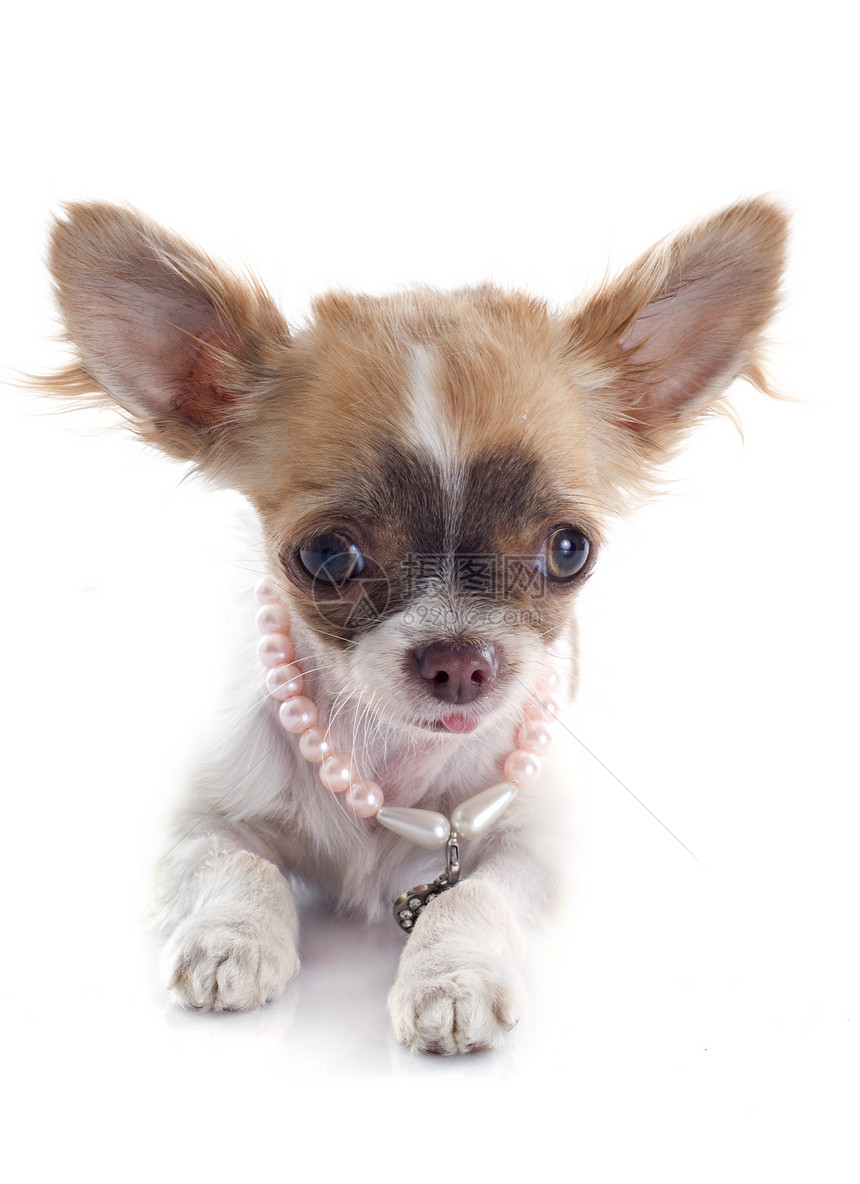 小狗吉娃娃犬类伴侣棕色珠宝白色工作室宠物衣领动物珍珠图片