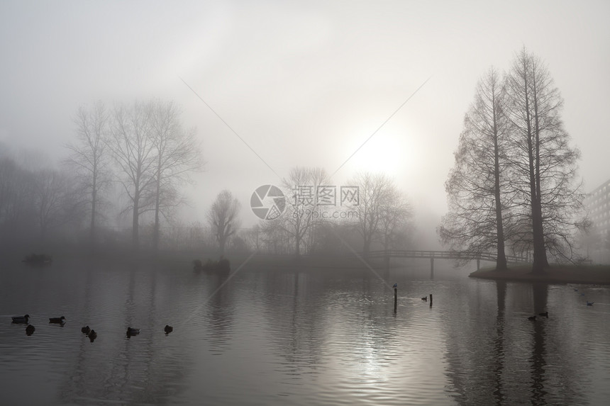 雾中的树影 桥和湖图片