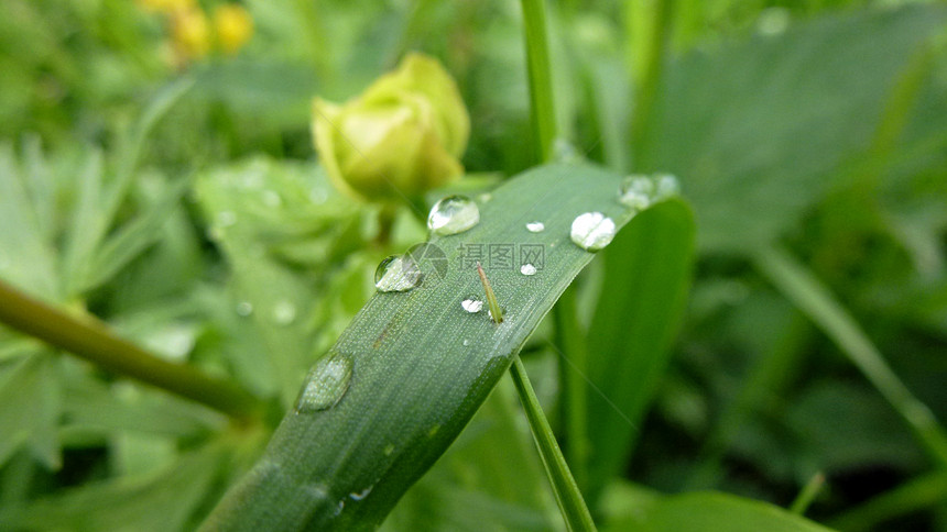 雨滴绿色植物场地图片