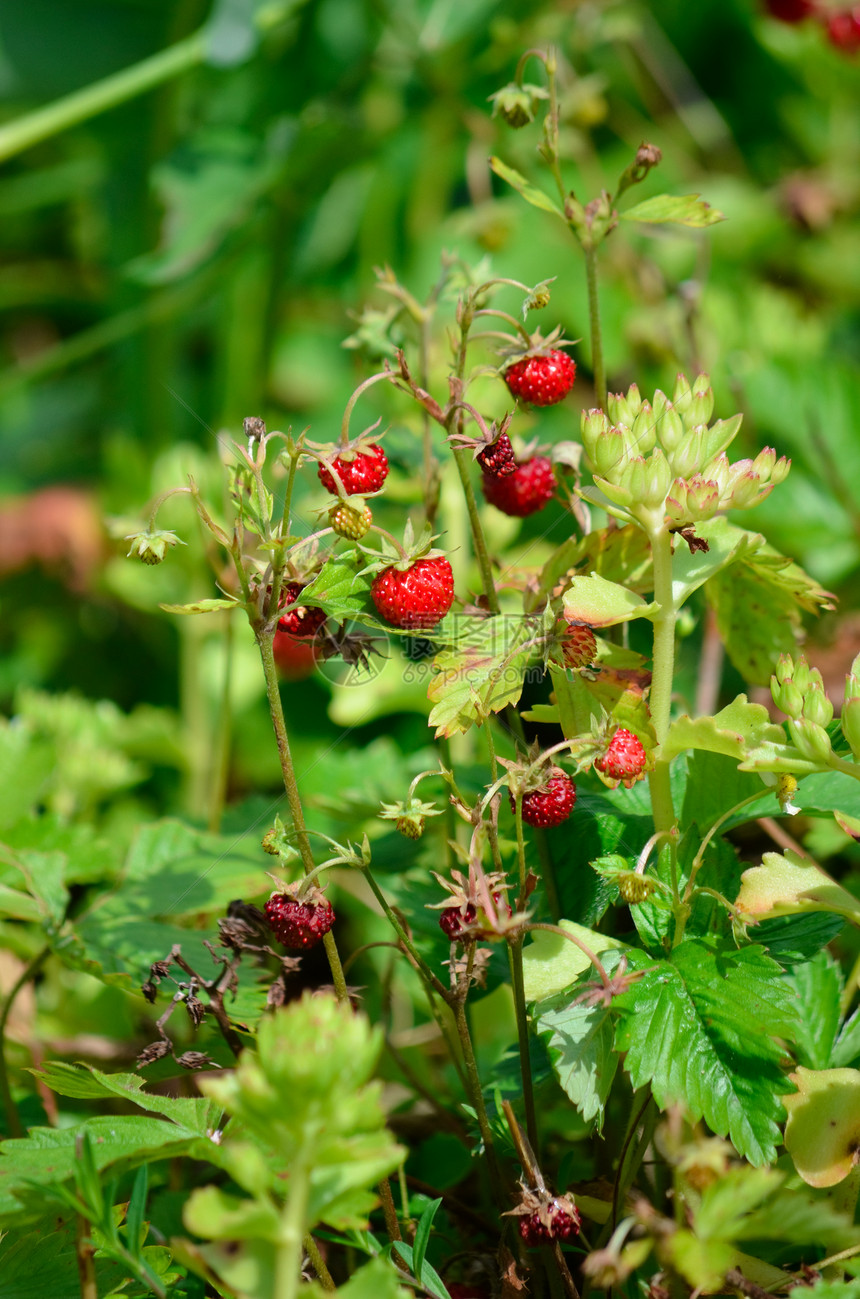 草莓花园园艺绿色红色健康水果树叶图片
