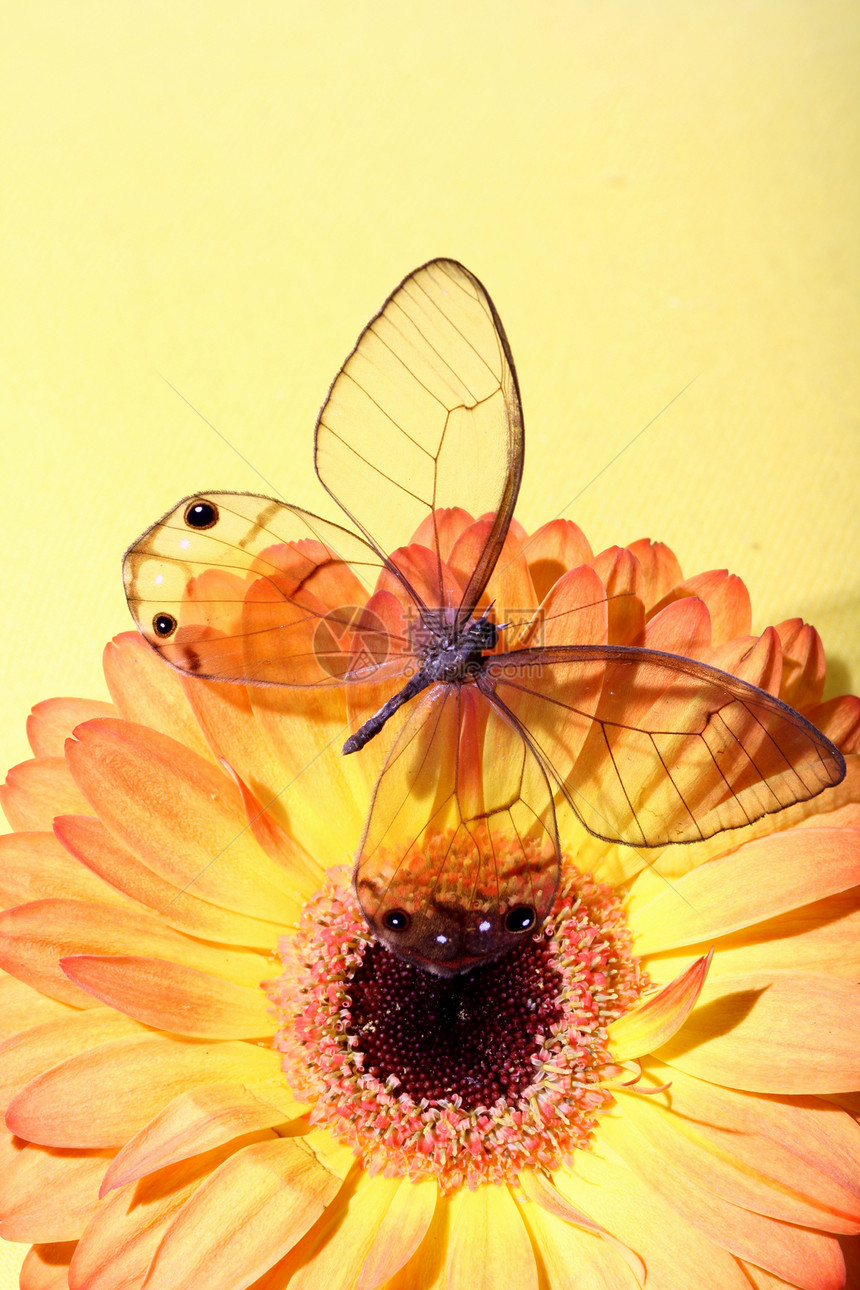 鲜花上美丽的蝴蝶昆虫季节植物生活植物学格柏雏菊花园植物群礼物图片