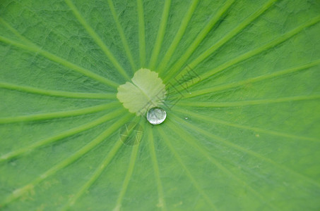 莲花叶上滴水叶子水滴环境荒野花园绿色植物背景图片