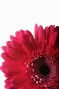 花美丽植物群红色礼物宏观花朵植物背景图片