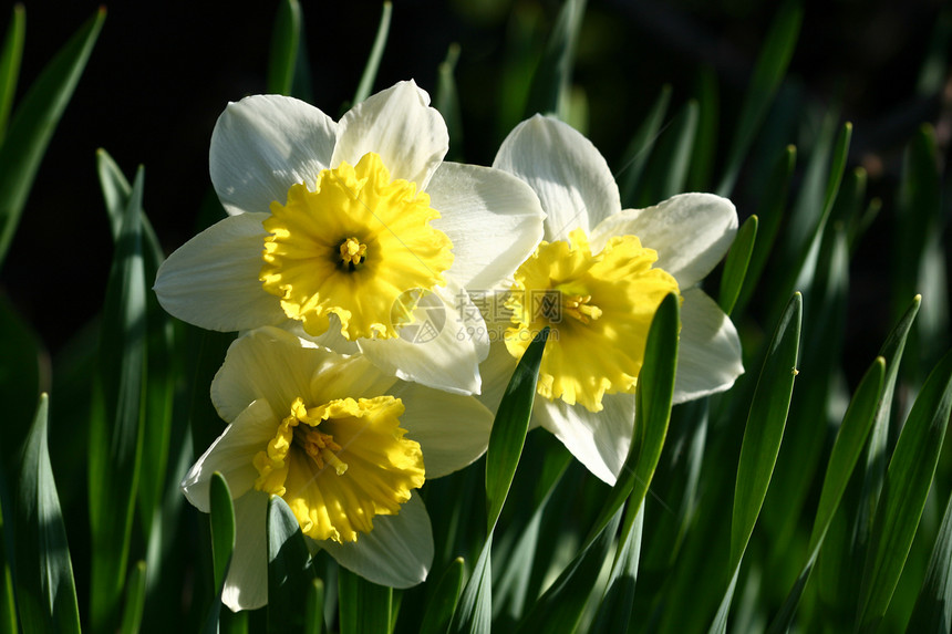 黄色自恋植物群栽培白色水仙绿色季节园艺活力花园花坛图片