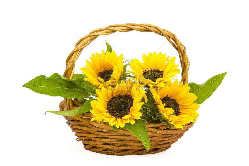 篮子中美丽的向日葵花花束礼物香味卡片装饰照片生长作品黄色环境母亲图片