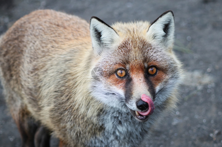 Fox 狐狸野生动物哺乳动物照片毛皮荒野摄影红色动物动物群犬类图片