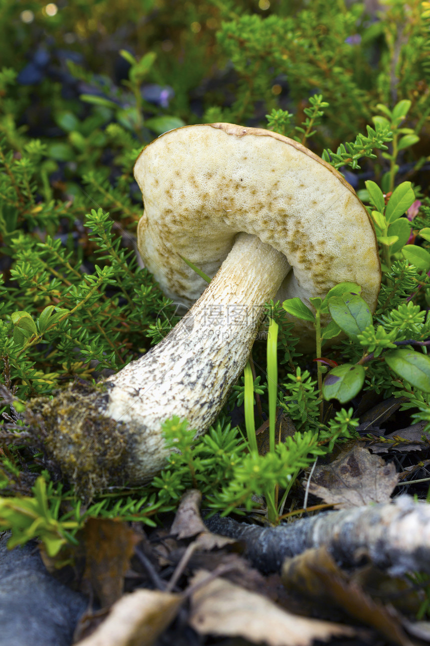 棕帽苔藓木头棕色菌类森林饮食季节食物荒野图片
