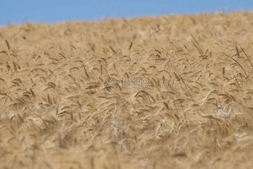 角黄色耳朵风景粮食农业小麦玉米大麦麦田场地图片