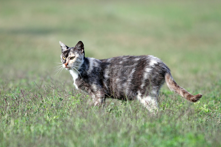 小猫胡须绿色场地条纹哺乳动物宠物猫咪花园草地虎斑图片