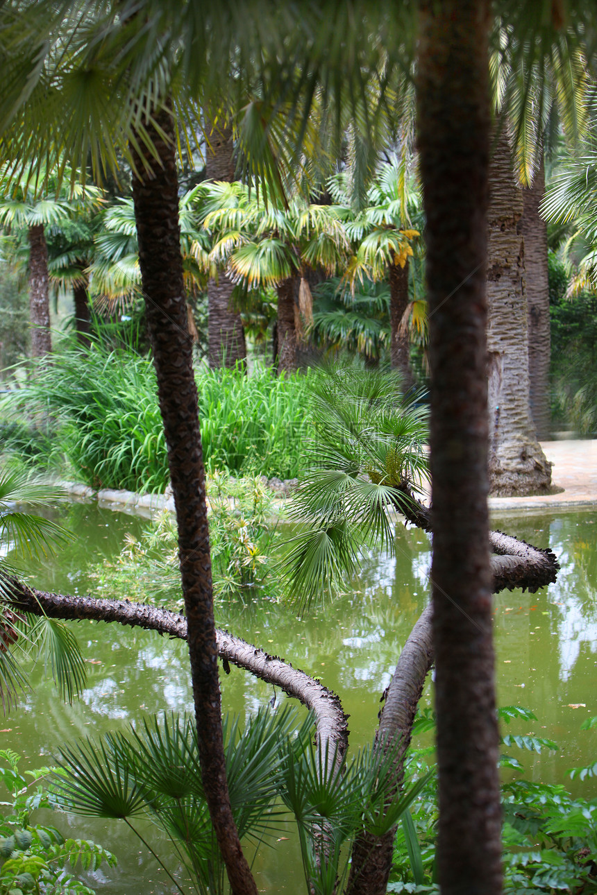 热带花园中静悄悄的游泳池图片