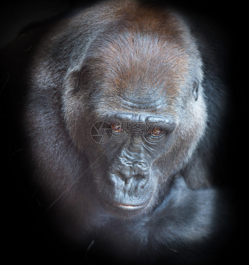 对黑人背景的成年大猩猩的肖像图片
