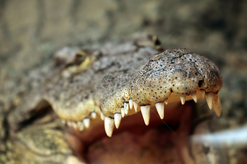 无鳄鱼荒野野生动物食肉爬虫动物园动物猎人皮肤危险捕食者图片