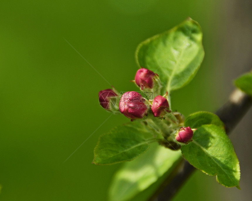 带花朵的苹果树枝成人宏观照片农业黄色季节性绿色树叶女性植物群图片