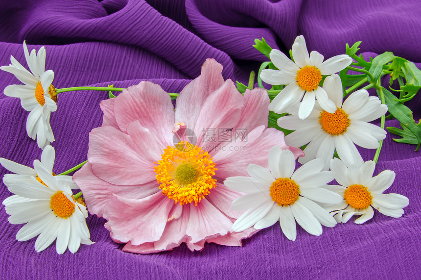 日美阿葵和白蚁粉色海葵织物风格花朵装饰花束紫色图片