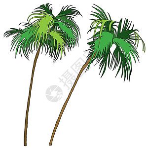 棕榈手掌热带树干叶子插图木头植物树梢动画片卡通片背景图片
