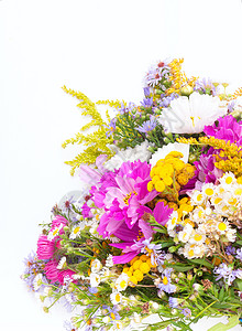 季节月签野生夏夏月花花花朵花瓣野花荒野投手白色植物雏菊花束季节背景