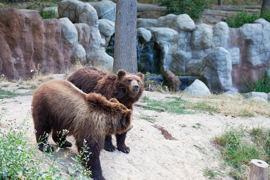 棕熊在木头石头中野生动物危险哺乳动物动物外套捕食者动物群男性公园树木图片