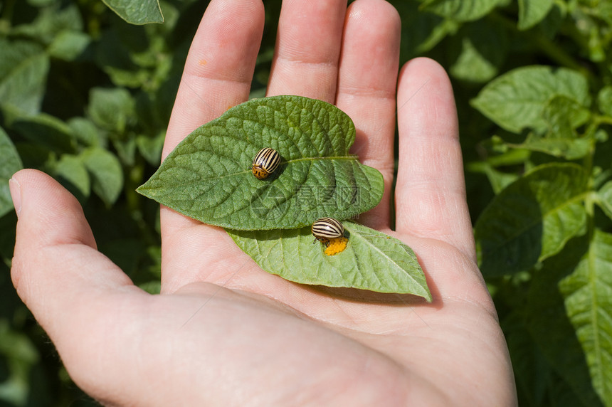 科罗拉多马铃薯甲虫场景土豆幼虫昆虫动物植物生物害虫叶子季节图片