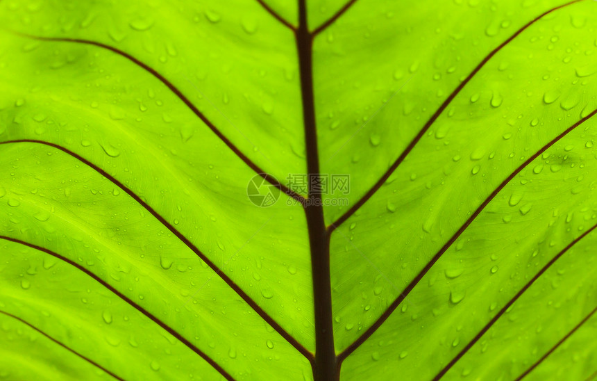 绿叶线条光合作用生长季节植物生态细胞脊柱叶子植物学图片