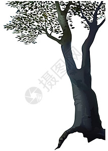 树植物区系叶子卡通片植被树干插图插画