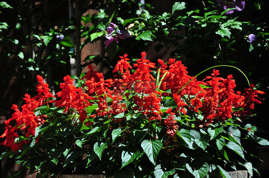 红萨尔维亚鲜花花园丹参红色播种机图片