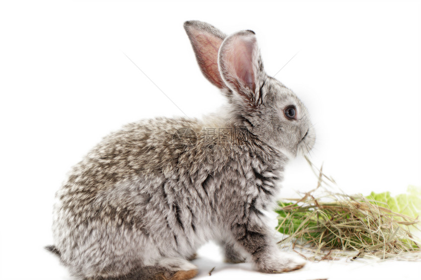 灰兔白色野兔毛皮荒野乐趣灰色宠物沙拉耳朵哺乳动物图片