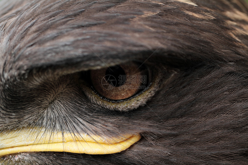 稻草鹰黄色动物群草原力量羽毛活力宏观猎物猎人野生动物图片