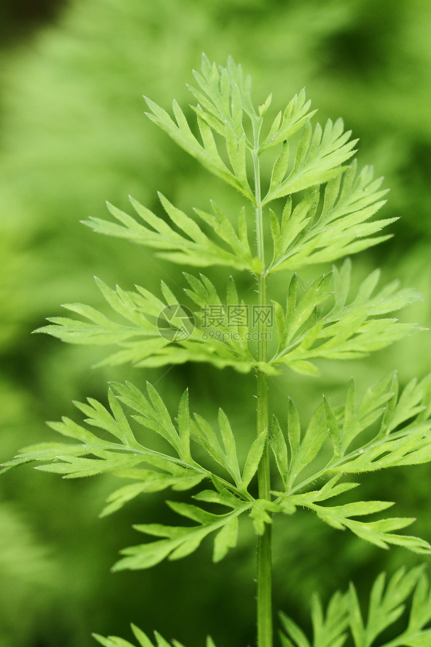 切菜烹饪蔬菜维生素食物养分草本植物香气健康植物节食图片