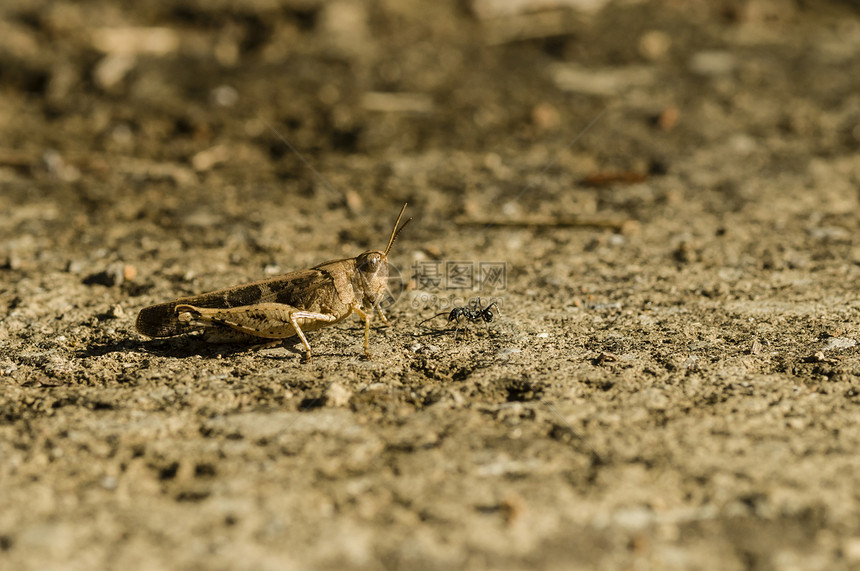 布朗板球迷彩服蟋蟀棕色野生动物天线宏观动物昆虫模仿地面直翅目图片