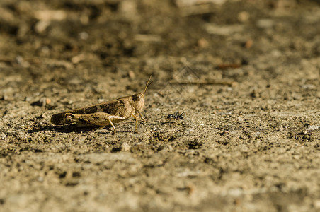 棕色螽斯布朗板球迷彩服蟋蟀棕色野生动物天线宏观动物昆虫模仿地面直翅目背景