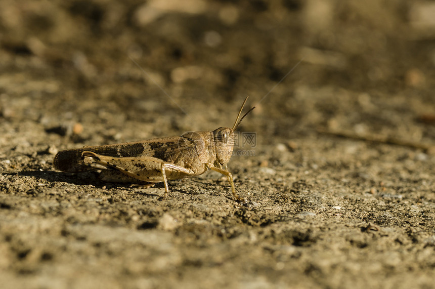 布朗板球迷彩服地面蟋蟀褐色棕色宏观天线昆虫野生动物模仿直翅目图片