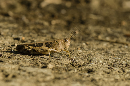 棕色螽斯布朗板球迷彩服地面蟋蟀褐色棕色宏观天线昆虫野生动物模仿直翅目背景