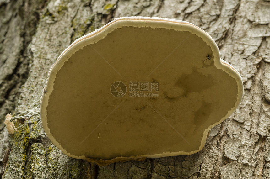 白蘑菇木头树干棕色架子菌类图片