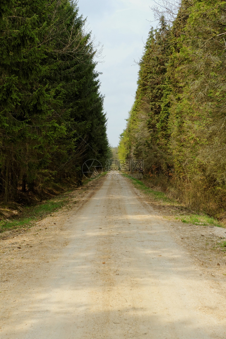 森林中的泥土路树木地平线道路叶子场地农业树叶公园环境运输图片