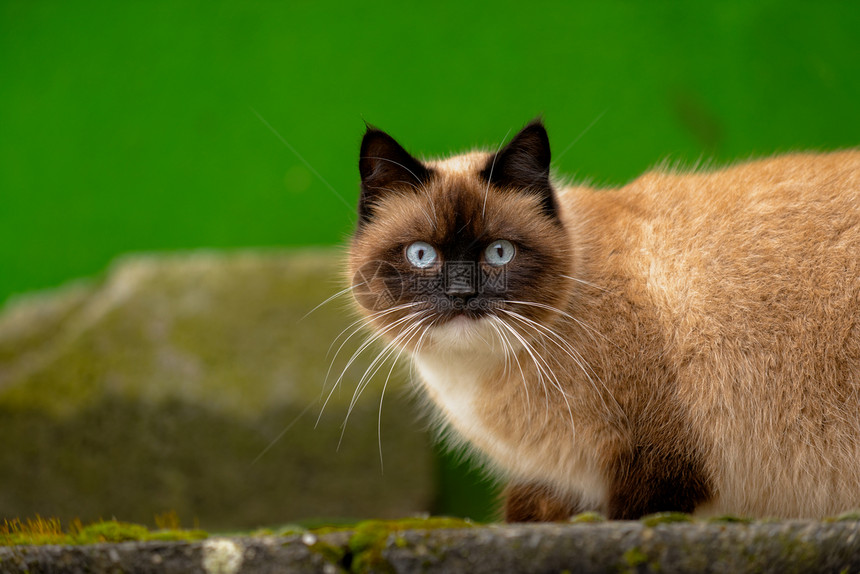 户外弃猫棕色动物孤独绿色宠物猫科动物眼睛城市哺乳动物成人图片