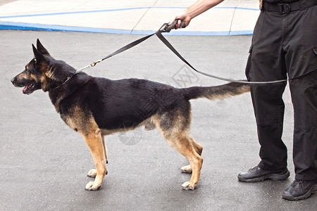 警犬训练警察K -9在警车上背景