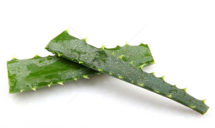 白上隔离的 Aloe vera 植物生长草本植物宏观化妆品沙漠愈合护理植物学药品叶子图片