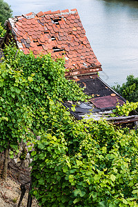 进货单价斯图加特的葡萄园收成藤蔓自然保护区地区天空小屋季节植物酿酒叶子背景