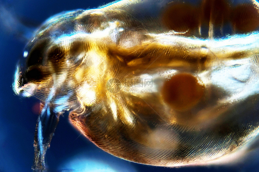 水叶浮游显微原虫天线触角摄影触手皮肤水蚤照片图片