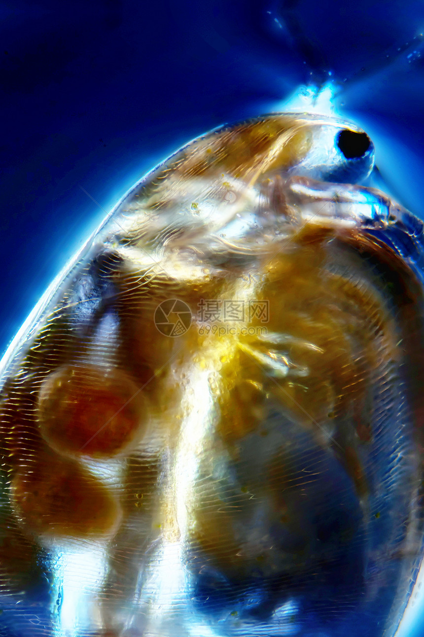 水叶触手动物微距原虫科学昆虫跳蚤显微生命水蚤图片