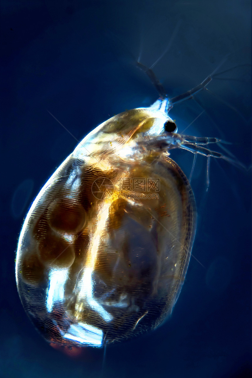 水叶跳蚤眼睛水蚤生命宏观动物群皮肤科学生物学昆虫图片